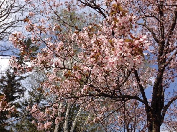 音更の桜